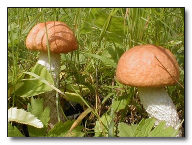 Полезные свойства грибов